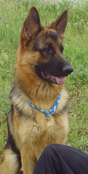 Dustin Du Mas Du Meysonial
