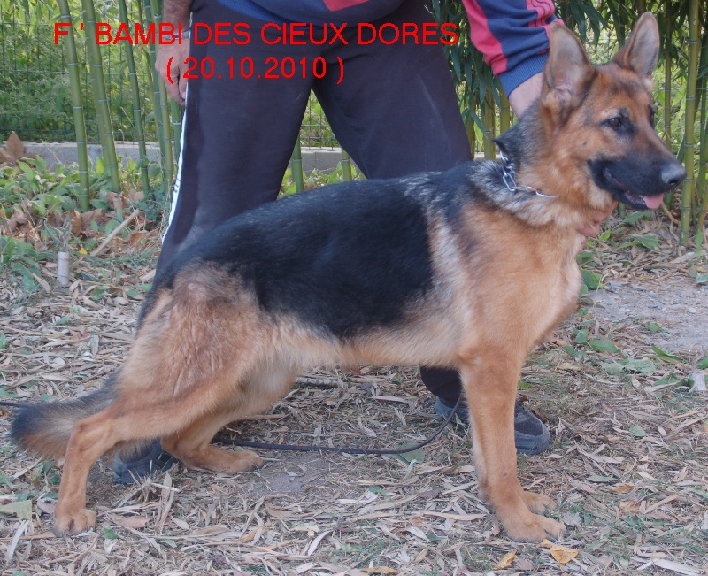 F'bambi des Cieux Dorés