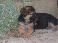 CHIOT