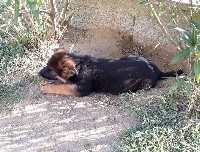 Paco