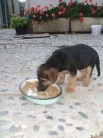CHIOT